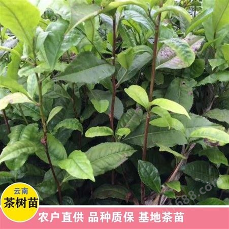 鑫燎三农 30公分老茶树苗出售 茶树苗种植方法 图片大全
