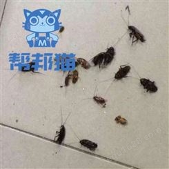 海珠昌岗街道灭白蚁杀蟑螂 消杀蚊子 除苍蝇上门价格多少