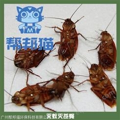 广州粤垦除蟑螂杀蟑螂 灭蟑螂 防治蟑螂上门价格多少