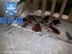 广州西关除蟑螂杀蟑螂 灭蟑螂 防治蟑螂上门价格多少