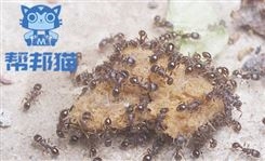 海珠江南中灭跳蚤杀老鼠 除蚂蚁 消杀蚊蝇上门价格多少