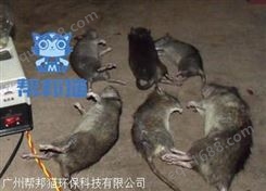 广州水荫路除老鼠灭老鼠 消杀老鼠 杀老鼠上门价格多少
