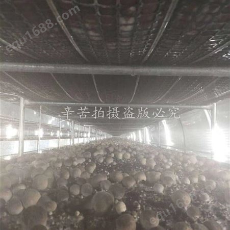 山东草菇菇房调温空调厂家 草菇空调机组德州金葫定制生产